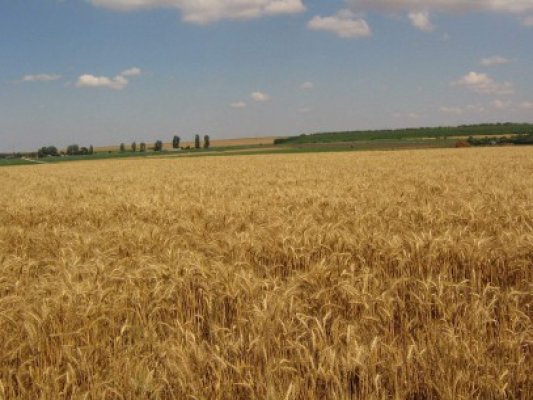 Popa: În perioada 2014 - 2020 vom avea aproape 10 miliarde de euro pentru investiţii în agricultură